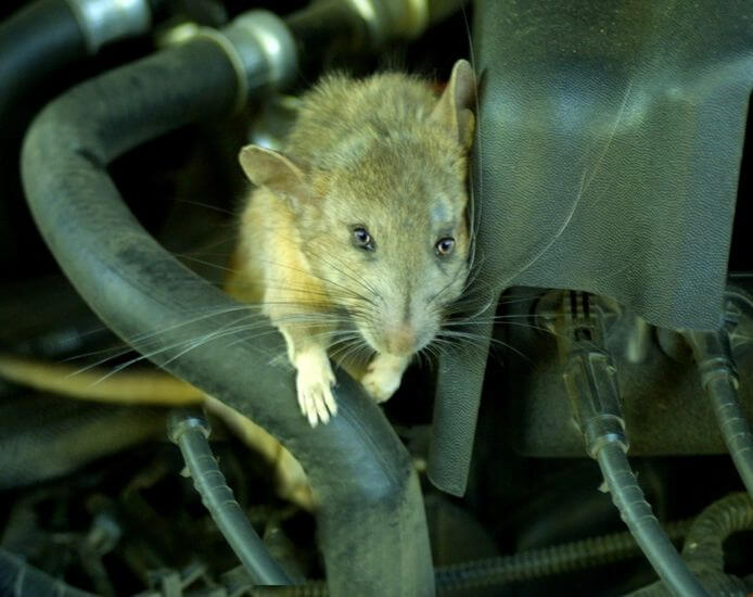 li-do-chon-rats-away-chong-chuot-oto